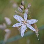 Asphodelus serotinus Flower