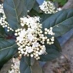 Viburnum tinus Floro