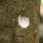 Dichostemma glaucescens Bark