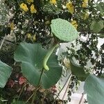 Nelumbo nucifera Altul/Alta