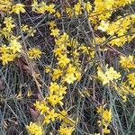 Jasminum nudiflorum عادت داشتن