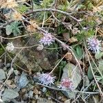 Jasione crispa Flower