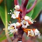 Pycnandra carinocostata Flower