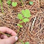 Geum aleppicum পাতা