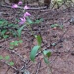 Cephalanthera rubra 整株植物