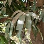 Mangifera indica Φύλλο