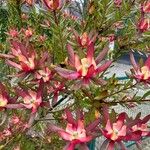 Leucadendron salignum Fruto