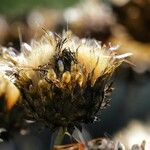 Cynara cardunculus花