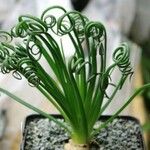 Albuca spiralis Folha