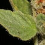 Heliotropium hirsutissimum Otro