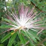 Calliandra selloi Kvet