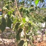 Muntingia calabura Leaf