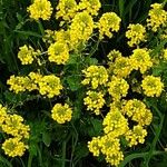 Barbarea vulgaris Flower