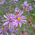 Symphyotrichum dumosum Blüte