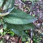 Eutrochium purpureum Leaf