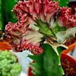 Euphorbia lactea পাতা