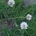 Cyperus niveus Агульны выгляд