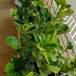 Ficus lyrata Folha