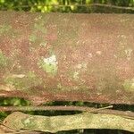 Aniba parviflora Кора