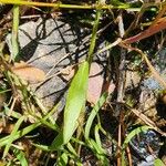 Ranunculus flammula Likasa