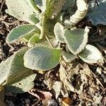 Verbascum olympicum Leht