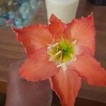 Hippeastrum puniceum 花
