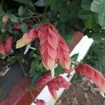 Justicia brandegeeana Flor