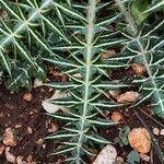 Galactites duriaei Likasa