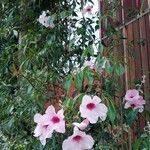 Pandorea pandorana പുഷ്പം