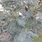 Acacia decurrens 葉