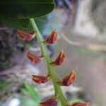 Bulbophyllum oreonastes Flower