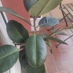 Ficus elastica Frunză