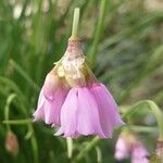 Allium narcissiflorum Квітка