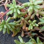 Sedum album পাতা