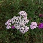 Achillea millefoliumFlower