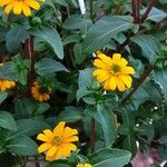 Sanvitalia procumbens Libunga