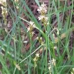 Carex brizoides Floro