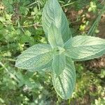 Mentha longifoliaبرگ