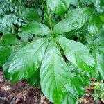 Vitex ferrugineaList