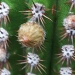 Cleistocactus spp. Blomma