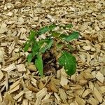 Epimedium × youngianum Habit