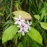Kopsia fruticosa Virág