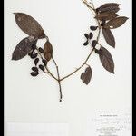 Orthomene hirsuta Fruitua