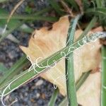 Hesperaloe parviflora ഇല