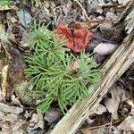 Lycopodium digitatum Lehti