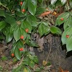 Ruscus hypoglossum Blad