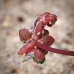 Nemacaulis denudata Fruto