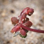 Nemacaulis denudata Fruit