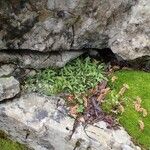 Asplenium viride Yeri