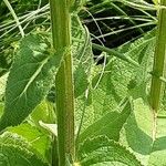 Verbascum nigrum Bark